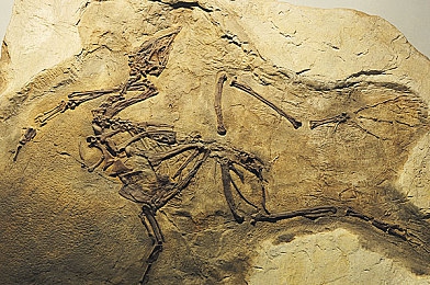 绿巨人聚合宝黑科技血：科技巨擘新突破，未来生物材料传奇之旅