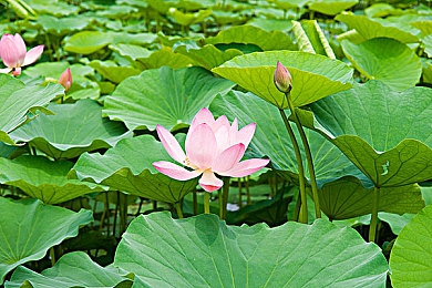 十大黄色软件。：揭秘网络陷阱，清朗空间共守护，拒绝违规软件，安全游戏新体验-2
