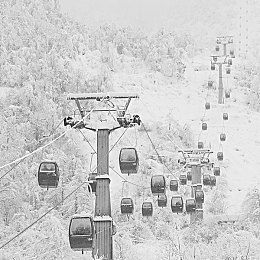 英语老师的兔子又大又白：雪球兔成网红，宠物关爱热潮涌动-2