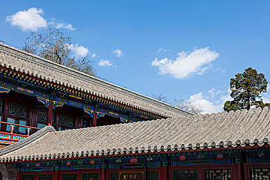 大黑鸡巴迪克与娇小：战阵奇缘：黑勇战士与灵巧法师的默契交响曲