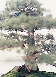 红桃视频网页：互动娱乐新天地，短视频盛宴等你来