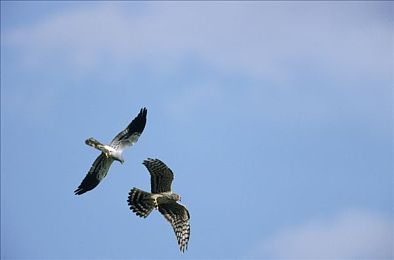 日韩：星际联动：日韩科技巅峰对决-2