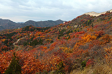 花落半途：破局城市绿荒，共筑生态家园-4