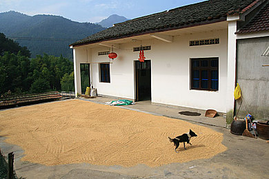 柚子猫甘雨致命的错误vlog：甘雨操作误区解析：游戏社区热议柚子猫Vlog深度剖析-3
