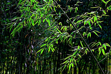 全彩里番  ACG里番本：现实梦幻交织，全彩动漫世界之旅-5