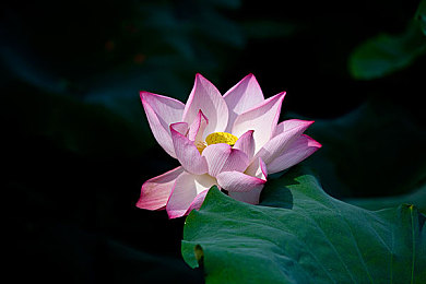 芭乐视app下载旧版本免费：怀旧经典重现，芭乐视旧版游戏免费下载，带你穿越时光之旅-2