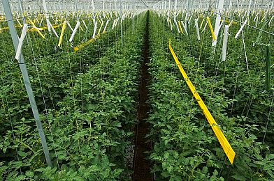 蜜桃岛网站：游戏乐园秘境，玩家乐园蜜桃岛