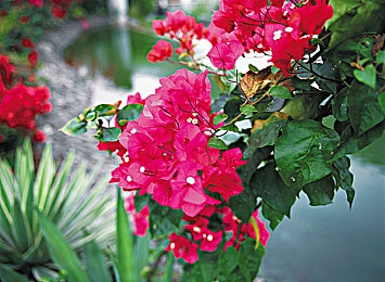 九七：香港荣耀归来，传承华夏辉煌-3