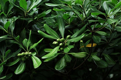 奶茶视频APP：奶茶潮涌短视频界，文化传承新潮流