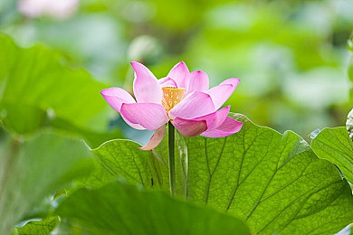 火辣椒导航：游戏宝库，一键导航，畅游无忧-2