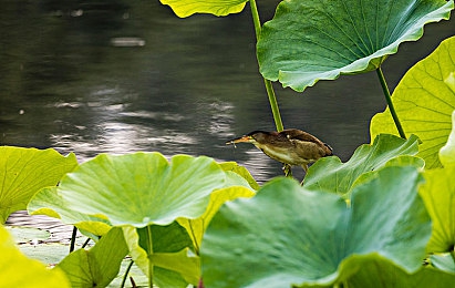 花李传煤免费：矿工奇幻冒险，免费解锁新世界-4