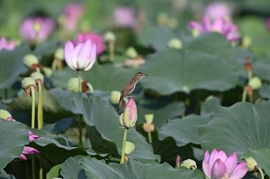 花季传媒3.072：新媒体领航者，花季传媒启航新篇章，重塑行业未来格局-2