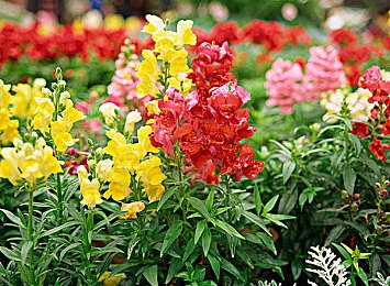 男生女生一起差差差的软件下载：趣味互动竞技，速来体验《差差差》清新多人差分跳跃游戏-2