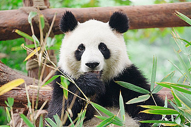 中国少妇90后XXXX做受：新时代风采：独立自信的90后中国少妇魅力绽放