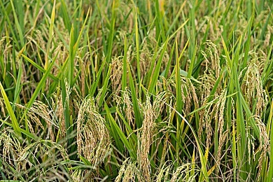 一卡二卡三卡四卡五卡：揭秘新型支付革命：虚拟卡片多卡合一，未来支付新趋势深度解析-4
