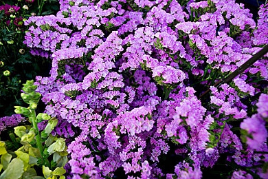 五月丁香成人：青春蜕变，丁香花下共成长-5